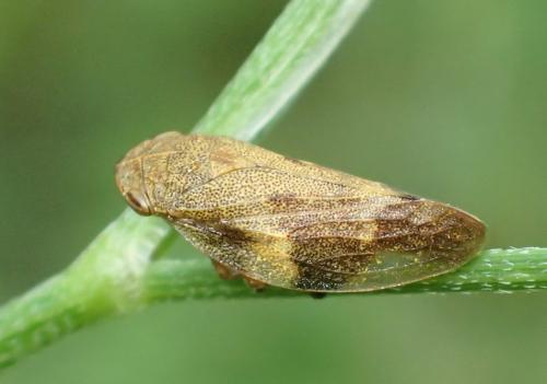 Aphrophora alni
